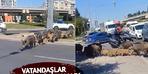 Yaban domuzu sürüsü İzmir'e baskın düzenledi!  Vatandaş gözlerine inanamadı